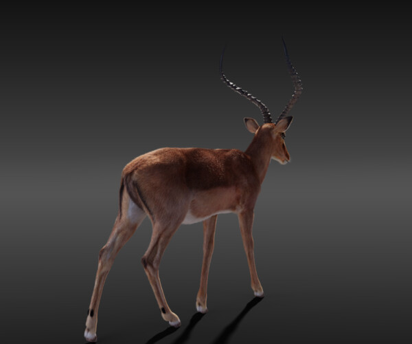 ArtStation - 3D Animal | Impala Animated | Resources