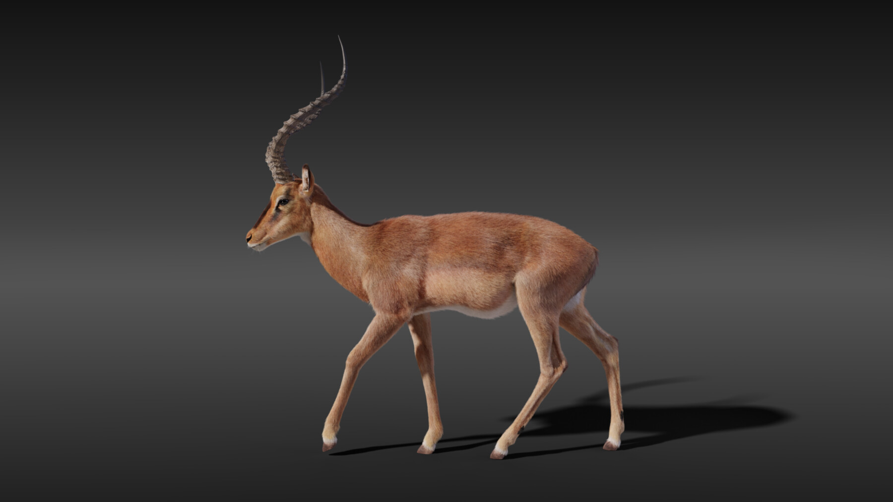 ArtStation - 3D Animal | Impala Animated | Resources