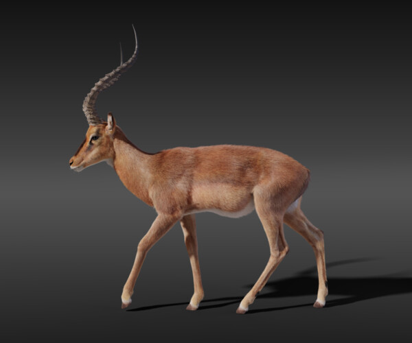 ArtStation - 3D Animal | Impala Animated | Resources