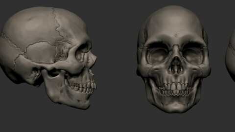 Base mesh European skull