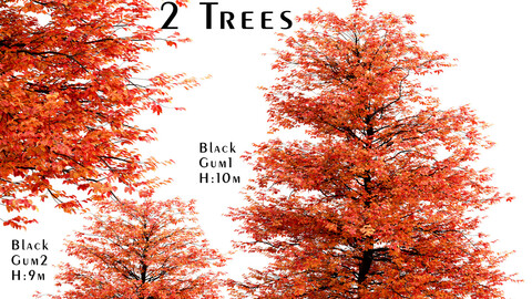 Set of Black Gum Trees (Nyssa sylvatica) (2 Trees)