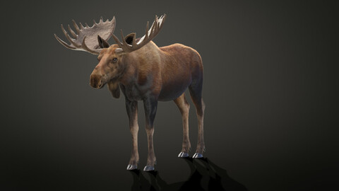 Moose Male