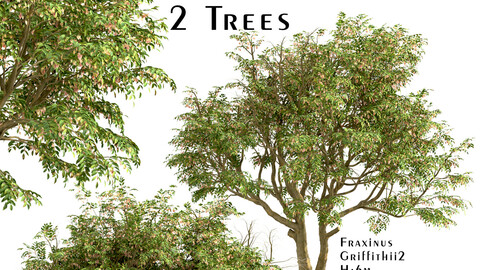 Set of Fraxinus Griffithii Trees (Griffiths ash) (2 Trees)