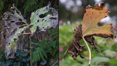 Dead Plants CREATIVE PACK