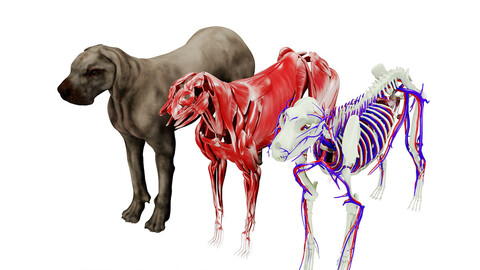 Dog Anatomy with internal organs - 4k textures 3D model
