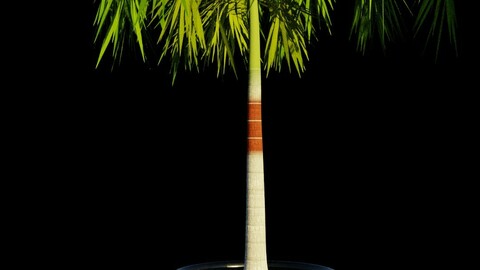 Potted Palm tree Animated and Rigged Low-poly 3D model