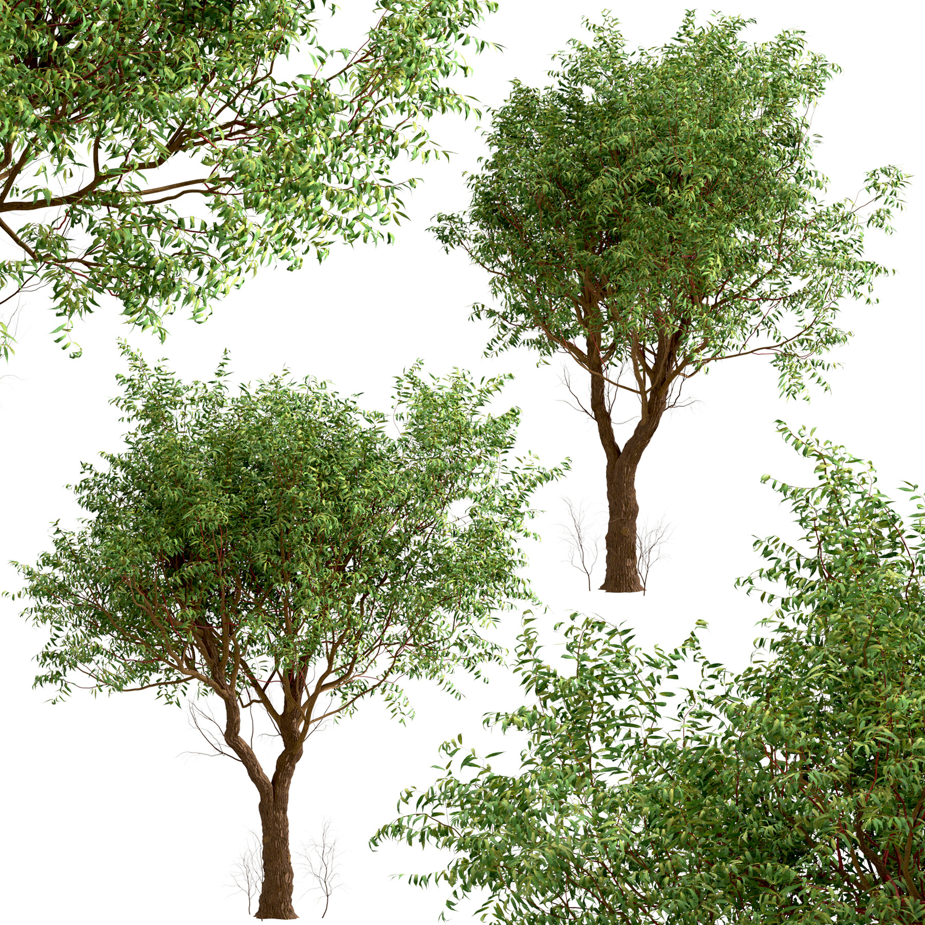 Corkscrew Willow Tree  Salix matsudana 'Tortuosa' – Almanac Planting Co