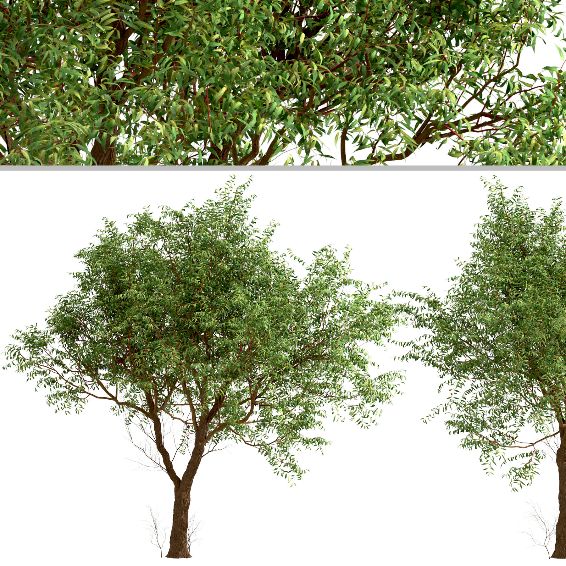 Corkscrew Willow Tree  Salix matsudana 'Tortuosa' – Almanac