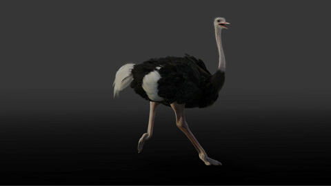 Ostrich