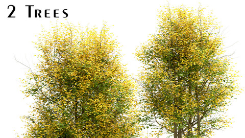 Set of Tilia Europaea Trees (Common Lime) (2 Trees)