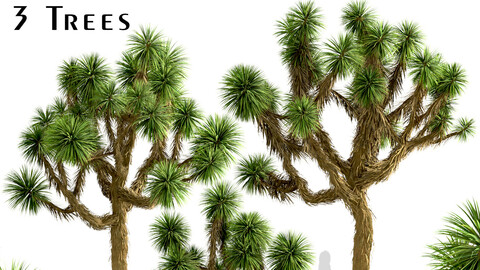 Set of Joshua Trees (Yucca brevifolia) (3 Trees)