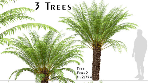Set of Tree Fern Trees (Dicksonia antarctica) (3 Trees)