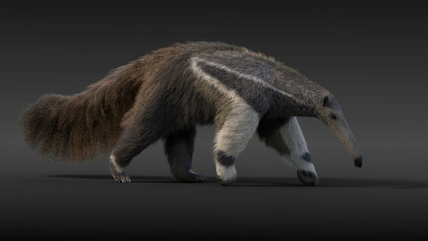 Giant Anteater