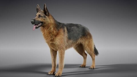 3D Animal | German Shepherd Dog Animated