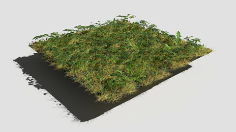 Meadow Patch Ashweed Dense and Free Gift