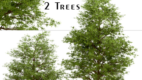 Set of Willow Oak Trees (Quercus phellos) (2 Trees)