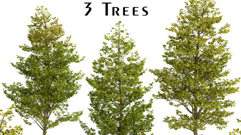 Set of Overcup Oak Trees (Quercus lyrata) (3 Trees)