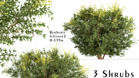 Set of Berberis julianae Shrubs (Wintergreen barberry) (3 Shrubs)