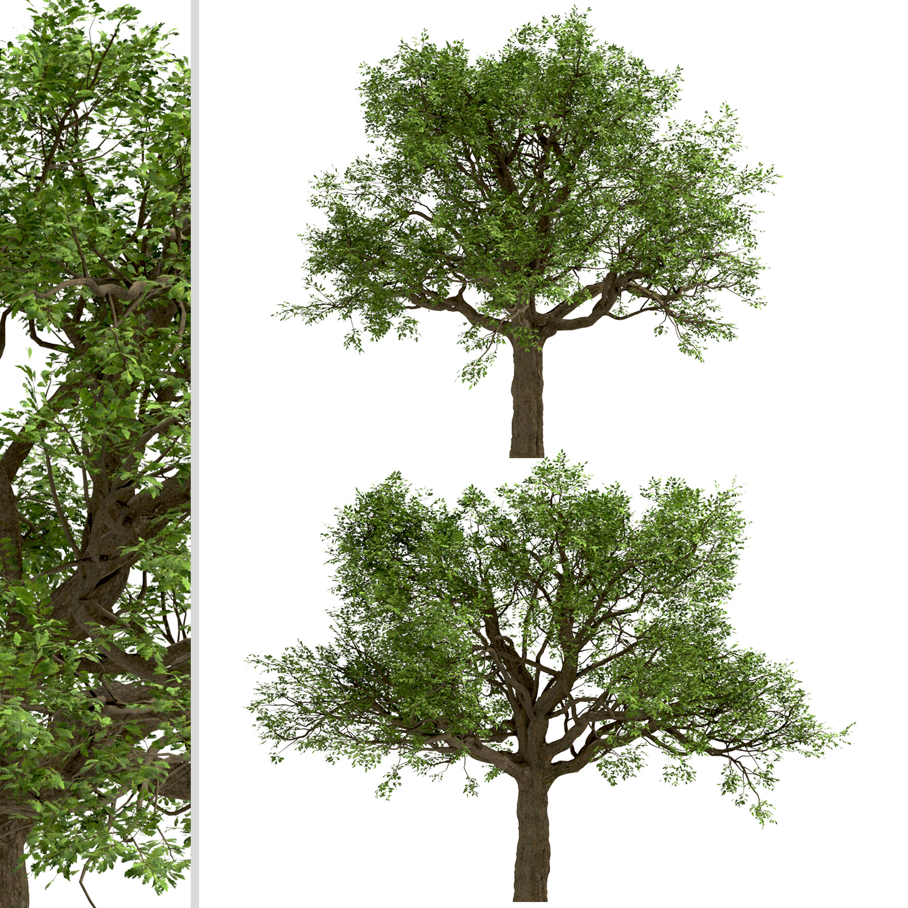 ArtStation - Set of White Oak Trees (Quercus alba) (2 Trees) | Resources