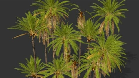 Phoenix Dactylifera Palm Tree