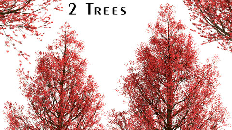 Set of Red Oak Trees (Quercus rubra) (2 Trees)