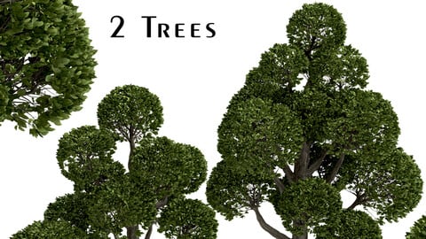 Set of Round Shaped Bonsai Trees (2 Trees)