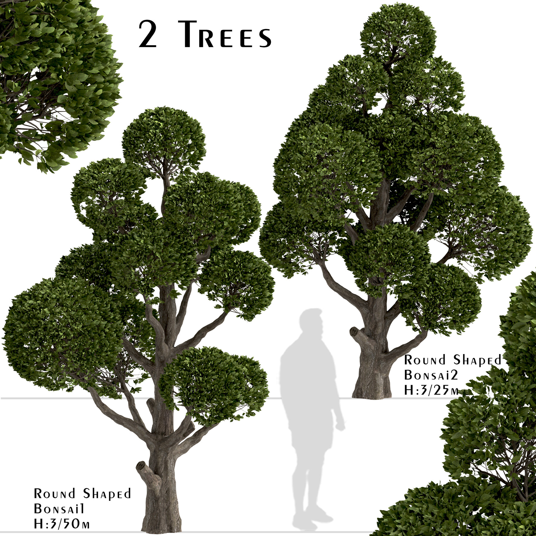 деревья круглые фото название