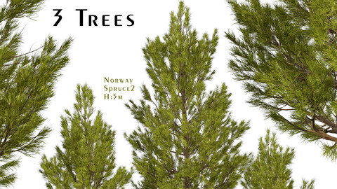 Set of Norway spruce Trees (Picea abies) (3 Trees)