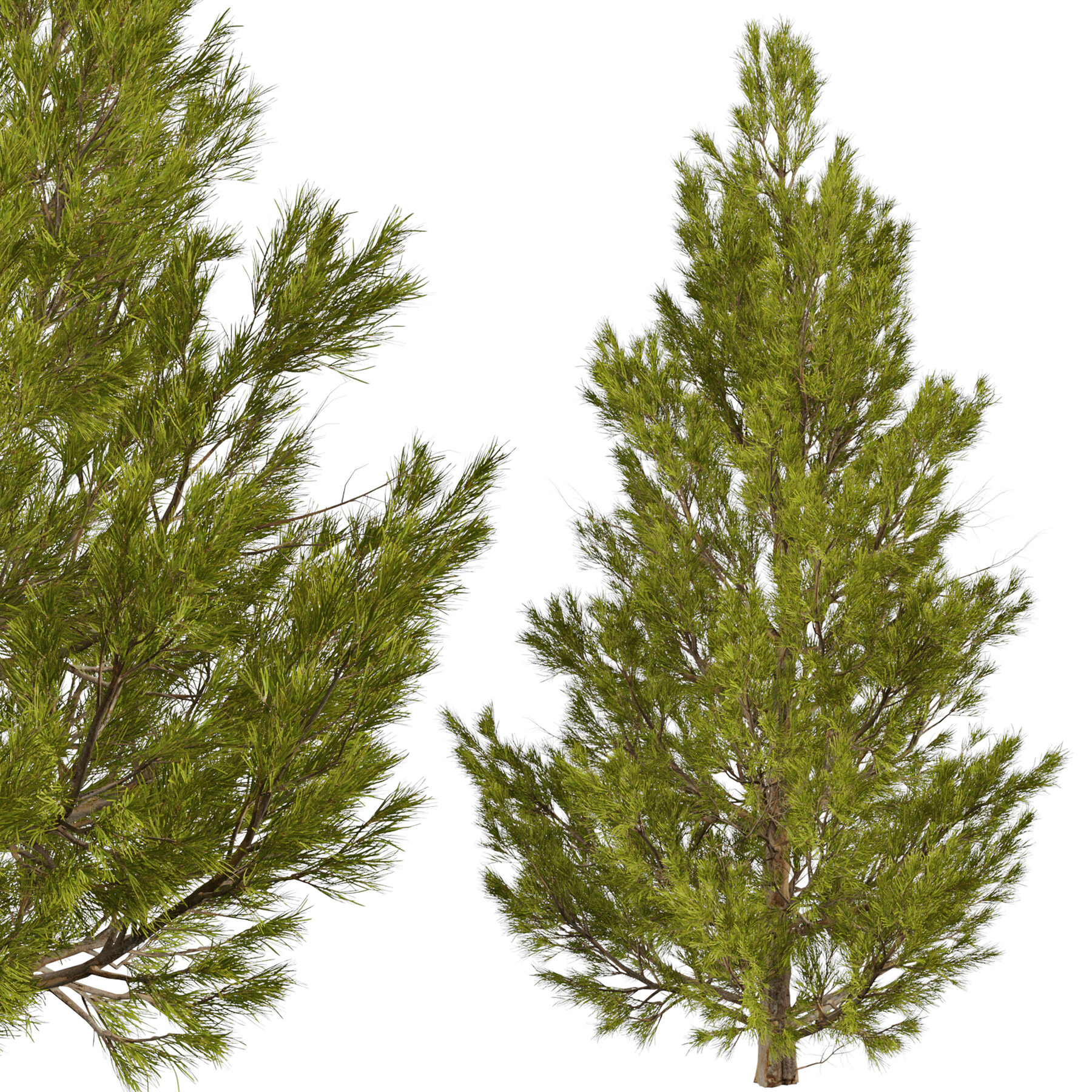 Модель ели. Ветка ели 3д модель. Norway Spruce анатомия. Ель дерево 4 сезона фото. Кому подходит дерево ель.