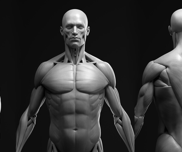 ArtStation - Anatomy Male Ecorche | Resources