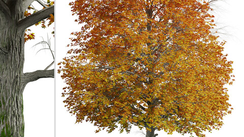 Norway Maple Tree (Acer platanoides) (1 Tree)