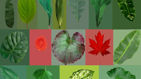 16 high quality leaves