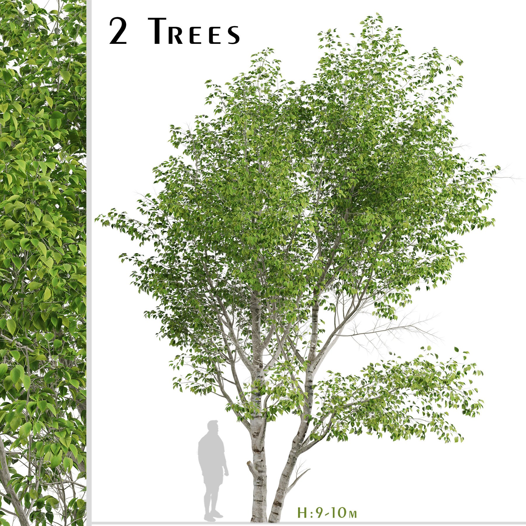 paper birch tree