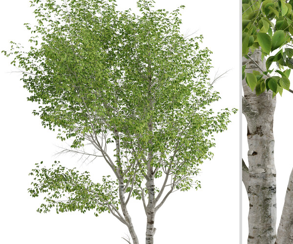 ArtStation - Set of Paper Birch Trees (Betula papyrifera) (2 Trees ...