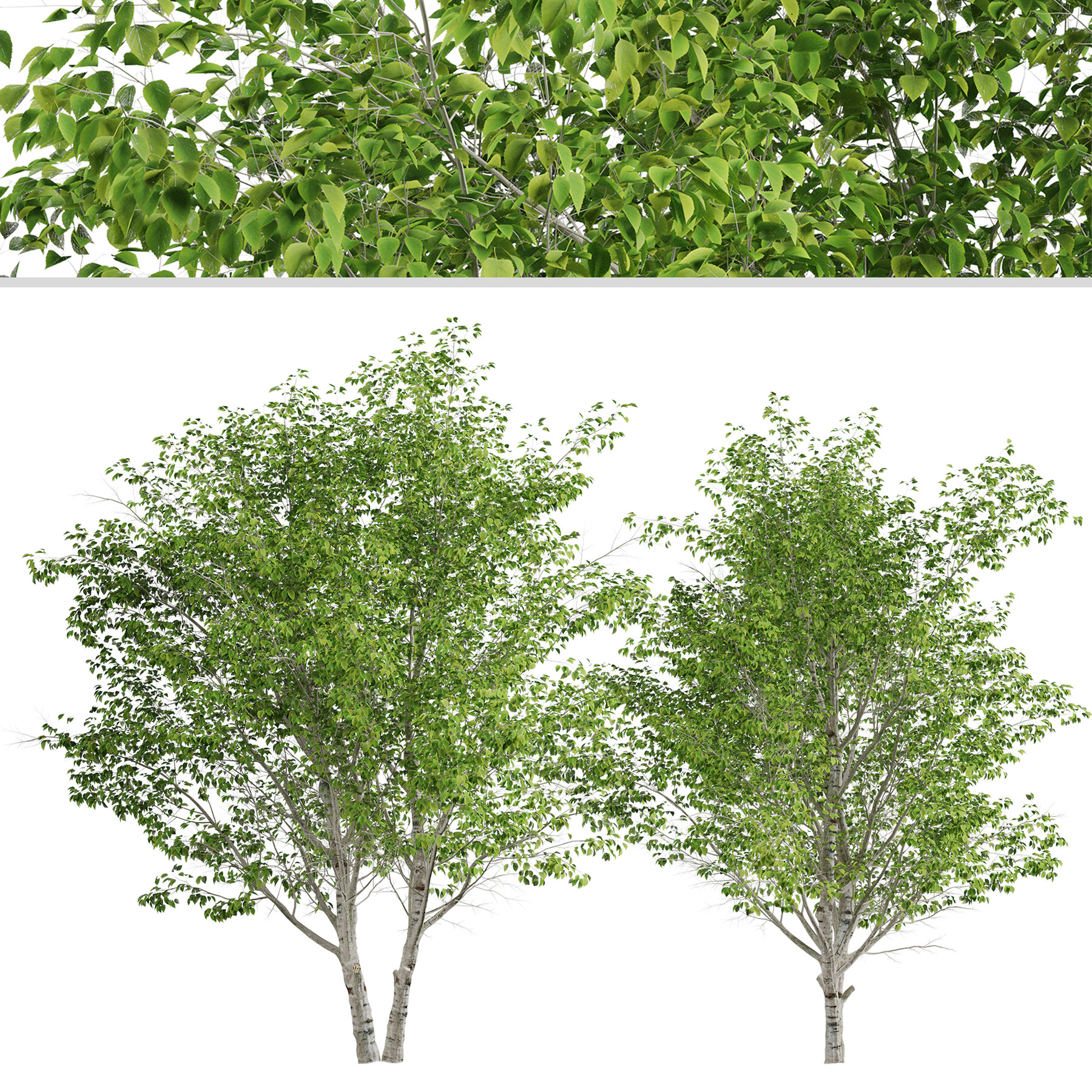 Korean Birch Tree ~ 35 Betula costata ~ Free Shipping ~ US Seller Seeds ~