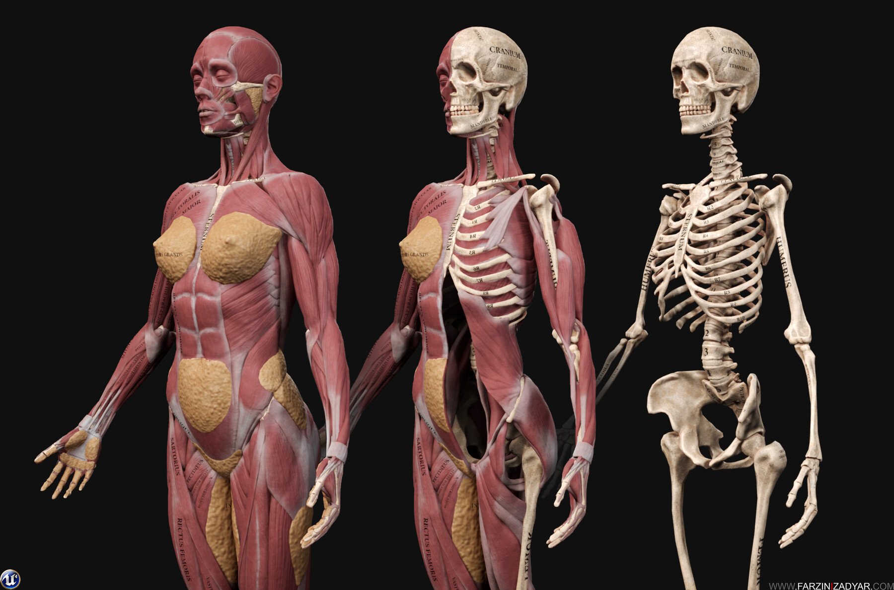 ArtStation - Female Anatomy Kit | Artworks