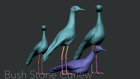 Bush stone curlew family