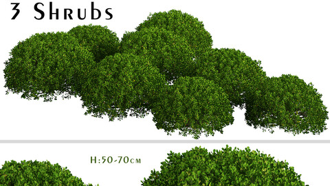 Set of Boxood Shrubs ( Buxus ) (3 Shrubs)