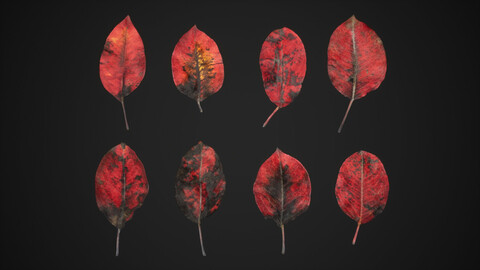 Red Robin (Photinia) Leaves 4K Scanned