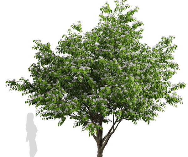 ArtStation - Set of Flowering Kousa Dogwood Trees (Cornus kousa