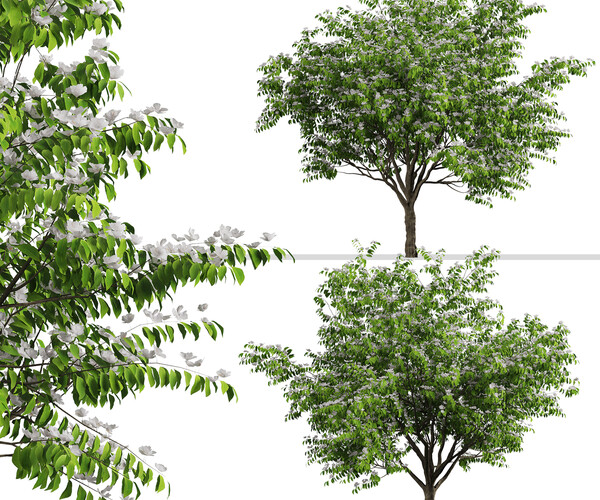 ArtStation - Set of Flowering Kousa Dogwood Trees (Cornus kousa