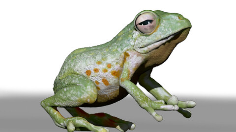 Frog Study ZTL Sculpt