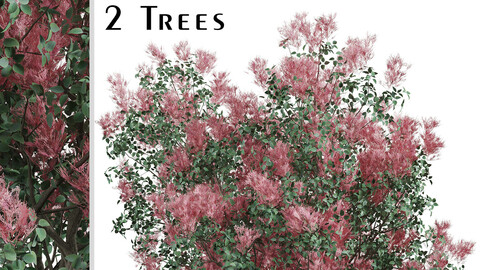 Set of American Smoketree Trees (Cotinus obovatus) (2 Trees)