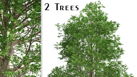 Set of European Linden Trees (Tilia europaea) (2 Trees)