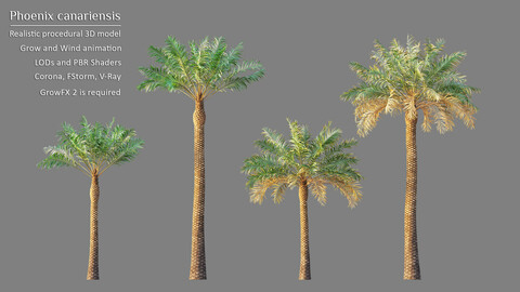 Animated Phoenix Canariensis palm for 3ds Max