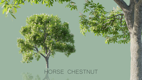 Horse Chestnut Trees