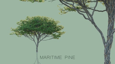 Maritime Pine Trees