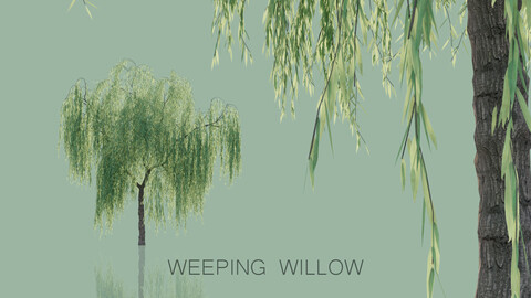 Weeping Willow Trees
