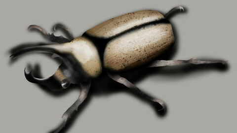 rhino beetle colored