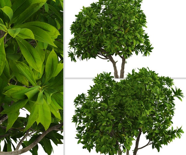 ArtStation - Set of Frangipani Trees (Plumeria) (4 Trees) | Resources